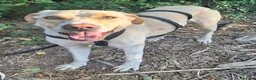 Labrador cani in regalo: Lily 2 anni mix labrador  - Annuncio 7
