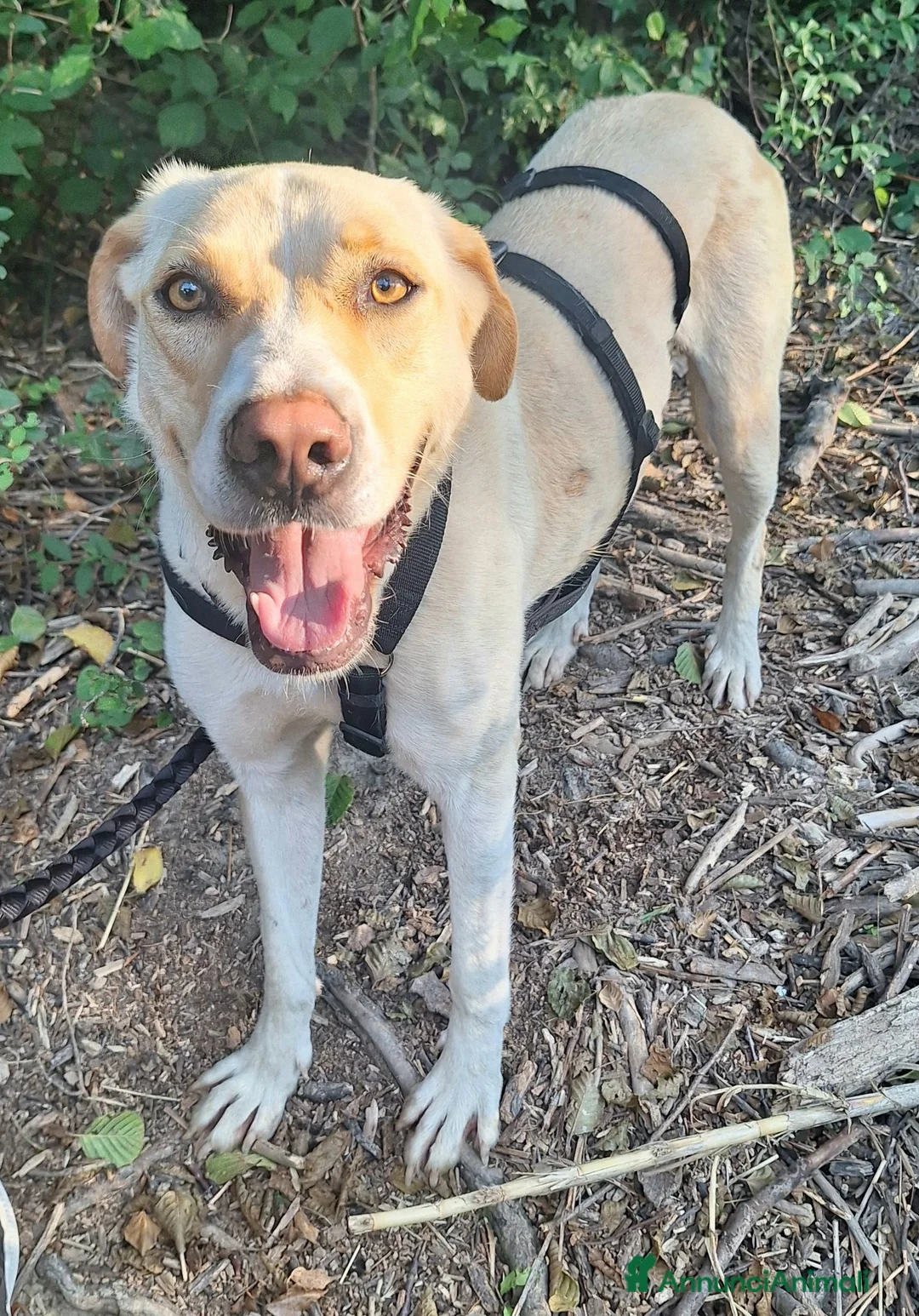 Labrador cani in regalo: Lily 2 anni mix labrador  - Annuncio 7