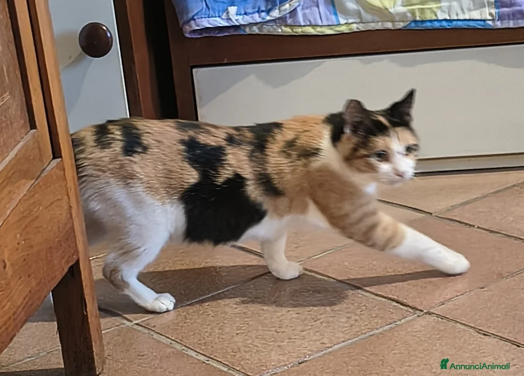 Europeo gatti in regalo: gattino maschio - Annuncio 2