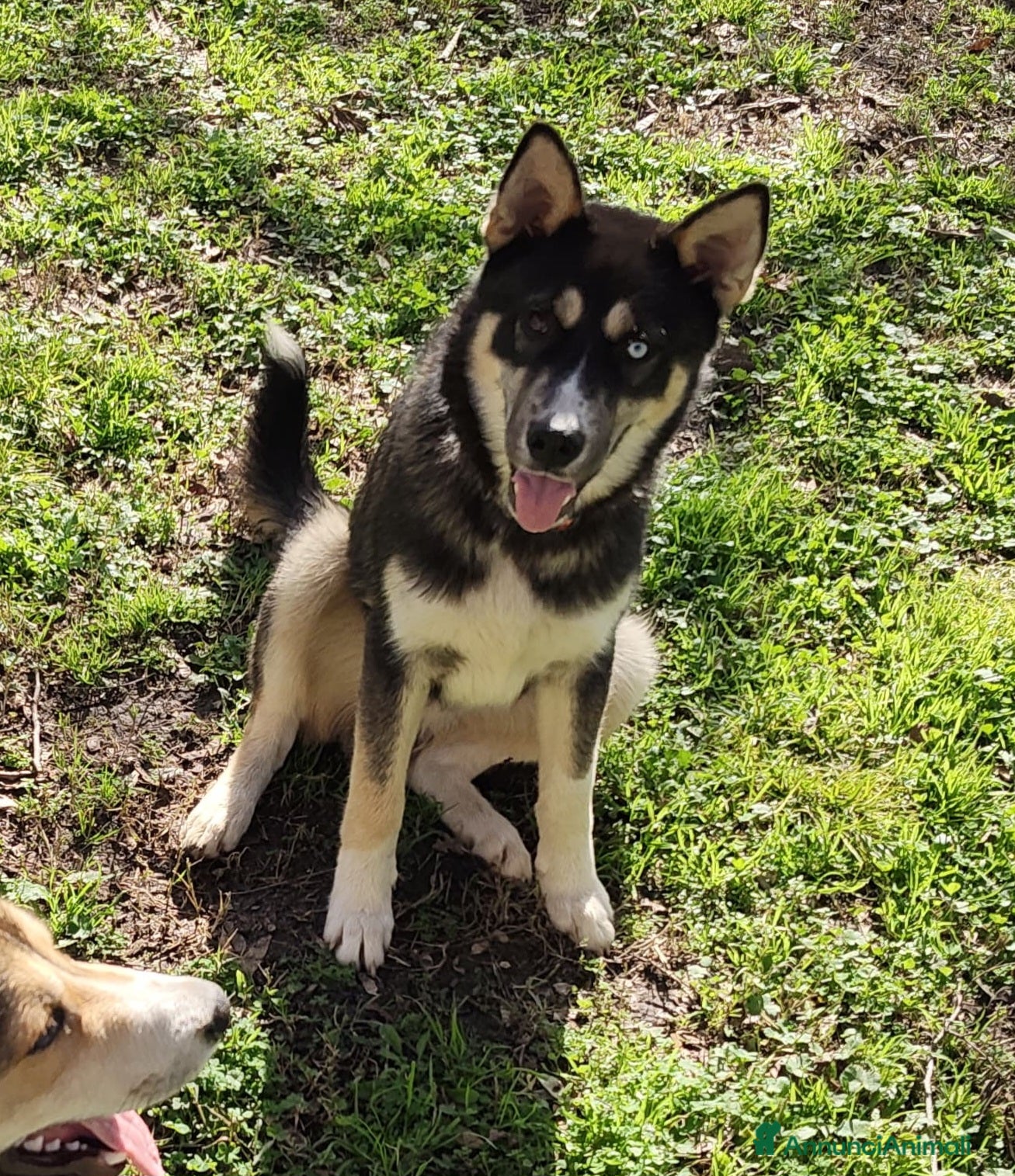 Alpenlaendische Dachsbracke cani OLAF CUCCIOLO MIX HUSKY  - Annuncio 1