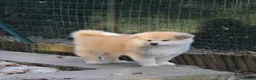Akita Inu cani in vendita: ULTIMA CUCCIOLA DI AKITA DISPONIBILE LOMBARDIA  - Annuncio 12