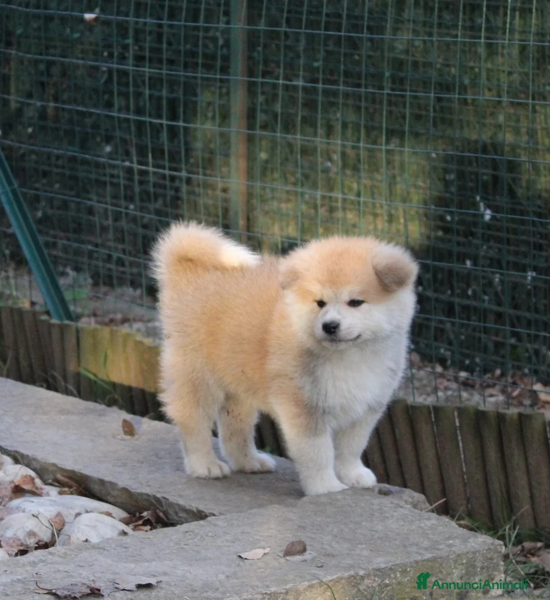 Akita Inu cani in vendita: ULTIMA CUCCIOLA DI AKITA DISPONIBILE LOMBARDIA  - Annuncio 12