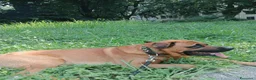 Meticcio cani per accoppiamento: Maschio per accoppiamento  - Annuncio 3