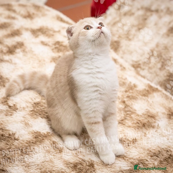 Scottish gatti in vendita: Maschietti Scottish Fold - Annuncio 1