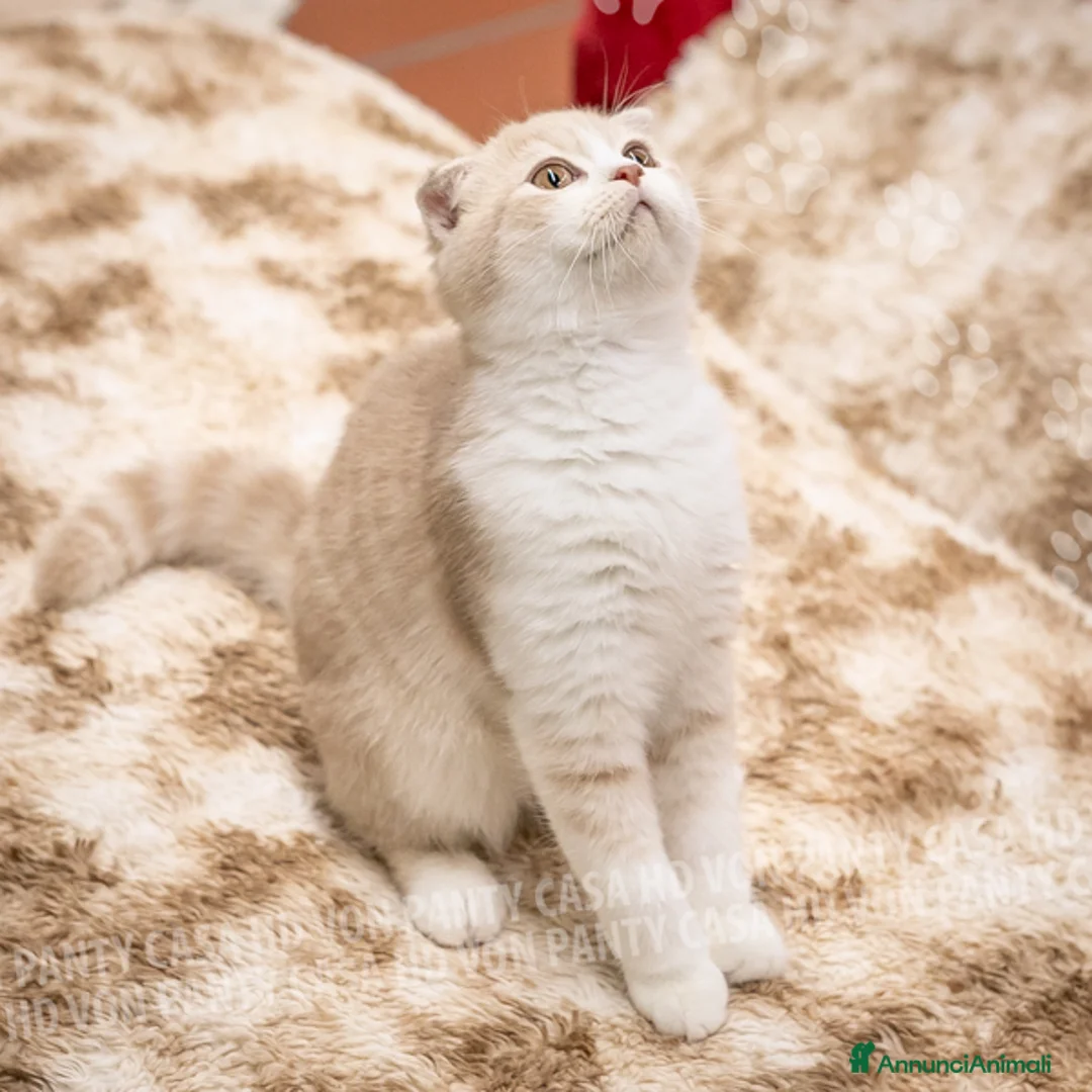 Scottish gatti in vendita: Maschietti Scottish Fold - Annuncio 1