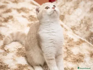 Scottish gatti in vendita: Maschietti Scottish Fold - Annuncio 1