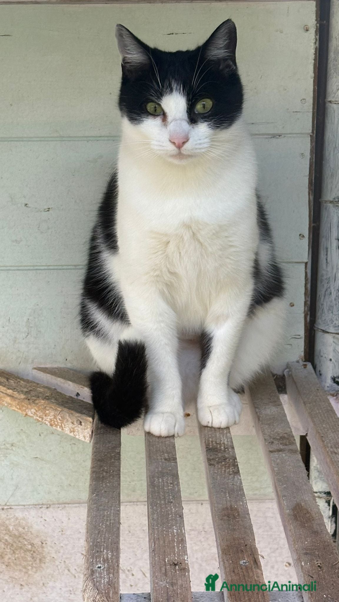 Europeo gatti Gattina bianca e nera - Annuncio 9