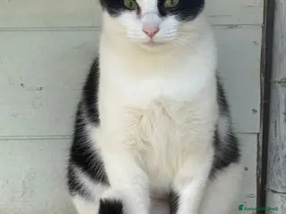 Europeo gatti Gattina bianca e nera - Annuncio 9