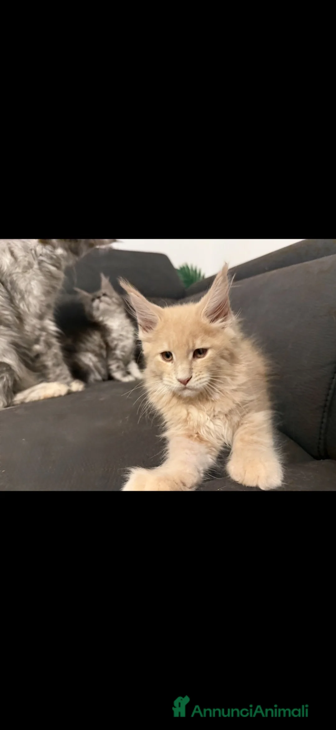 Maine Coon gatti in vendita: Gattino Maine coon linea russa genealogia top a Città Metropolitana di Firenze - Annuncio 2