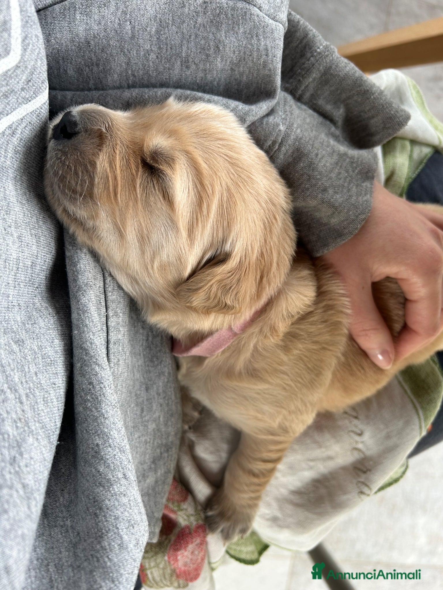 Golden Retriever cani Golden Retriever con pedigree - Annuncio 2