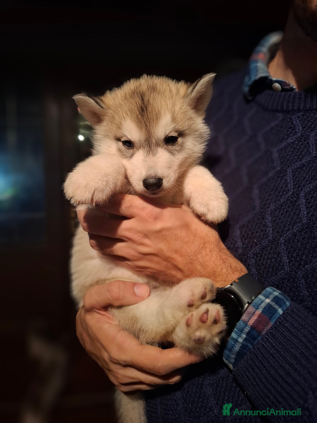 Husky cani in vendita: Cucciola Siberian Husky con pedigree - Annuncio 1