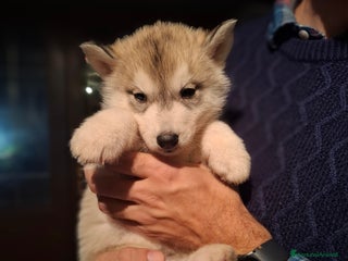 Husky cani Cucciola Siberian Husky con pedigree - Annuncio 1