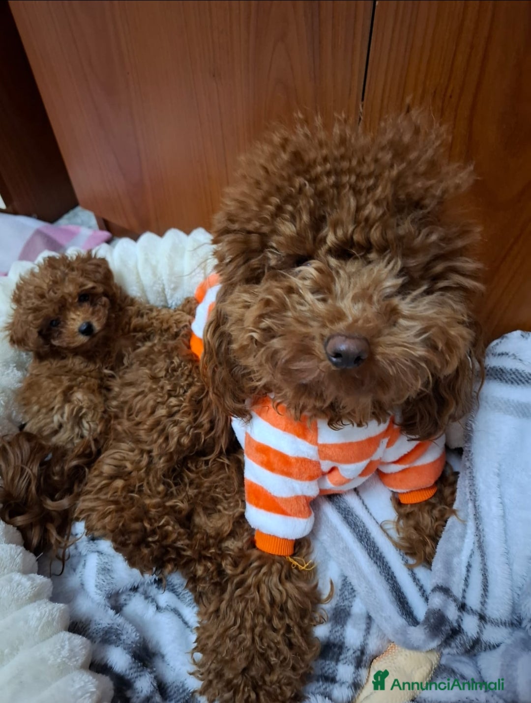 Barboncino Toy cani in vendita: Cuccioli di barboncini toy - Annuncio 6
