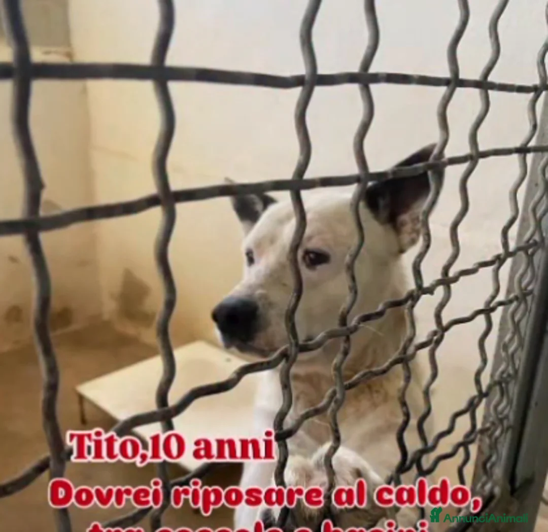 Meticcio cani in regalo: ADOZ.D’AMORE!:NONNINO IN DEPORTAZIONE!!! Aiuto!! - Annuncio 2