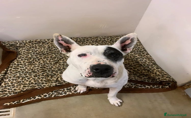 Meticcio cani a Città Metropolitana di Bari - Annuncio 15