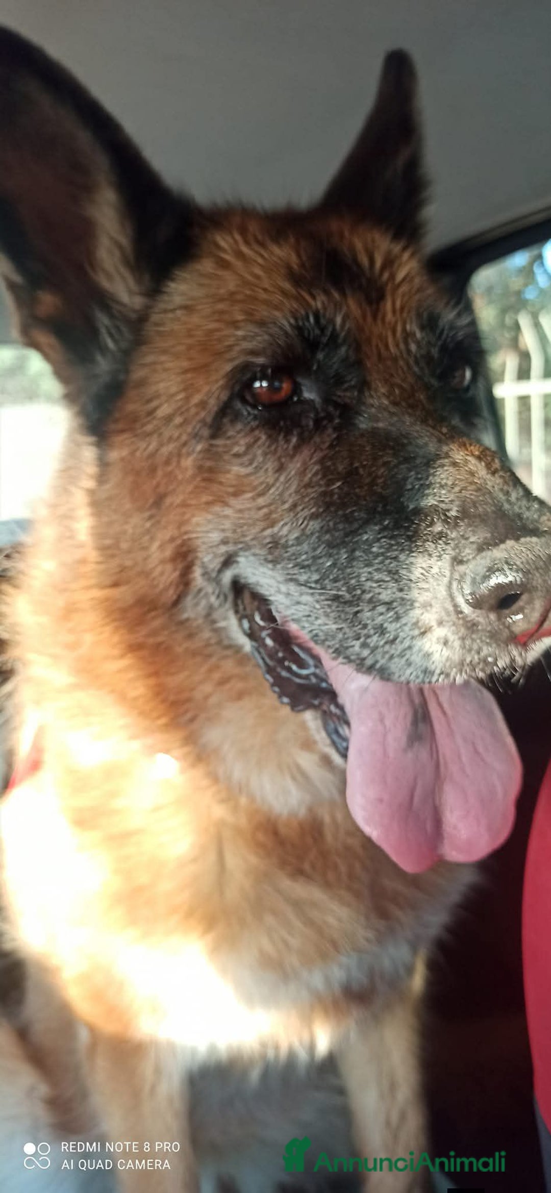 Pastore Tedesco cani in regalo: Cloe, pastore dal cuore grande - Annuncio 12