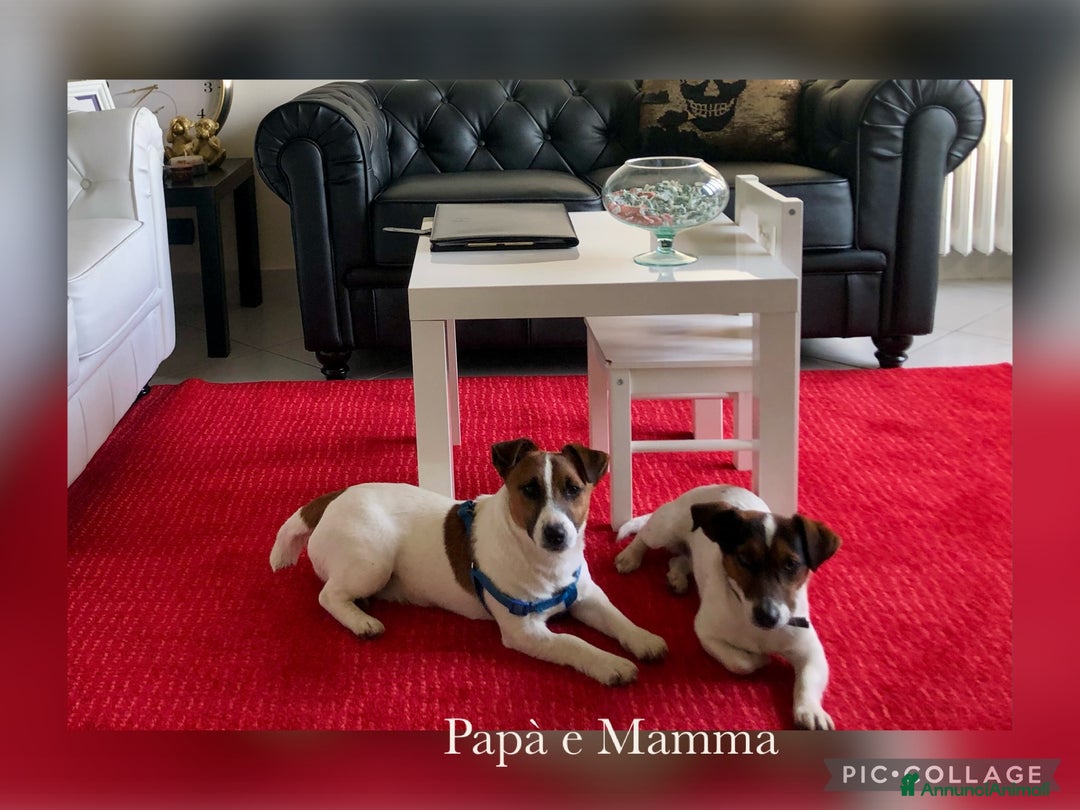 Jack Russell cani in vendita: Una splendida cucciolata a Provincia di Lodi - Immagine 7