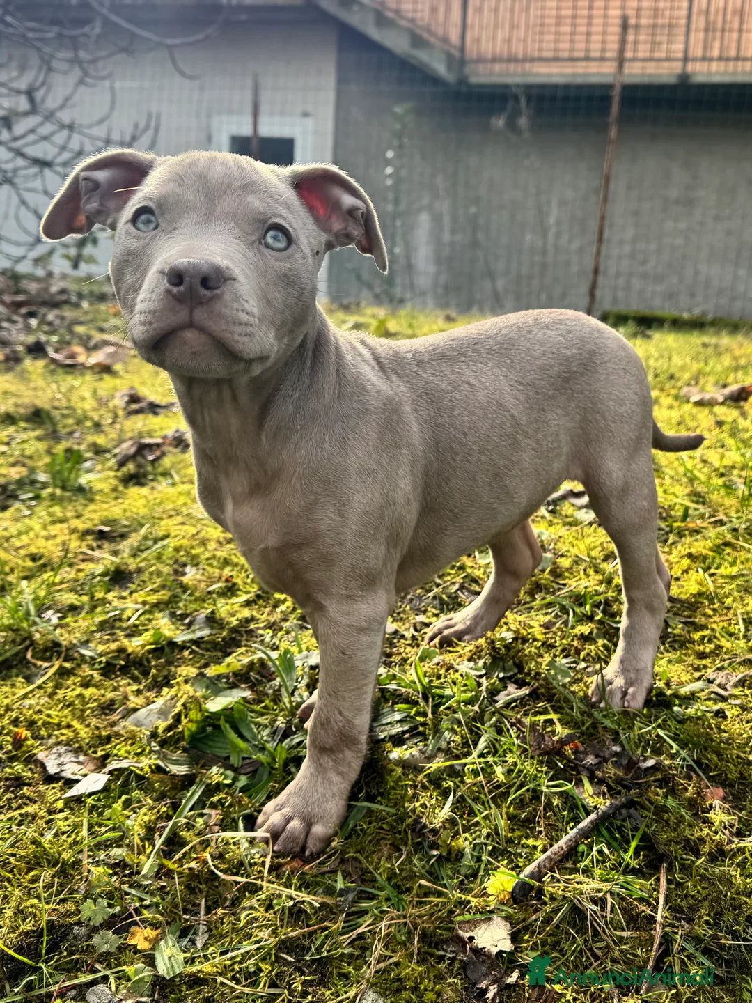 Pitbull cani in vendita: American Pitbull Terrier - Annuncio 12
