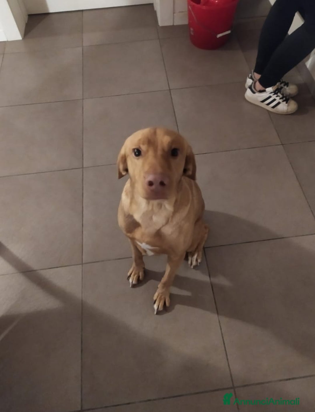 Meticcio cani in regalo: Loki cerca casa - Annuncio 1