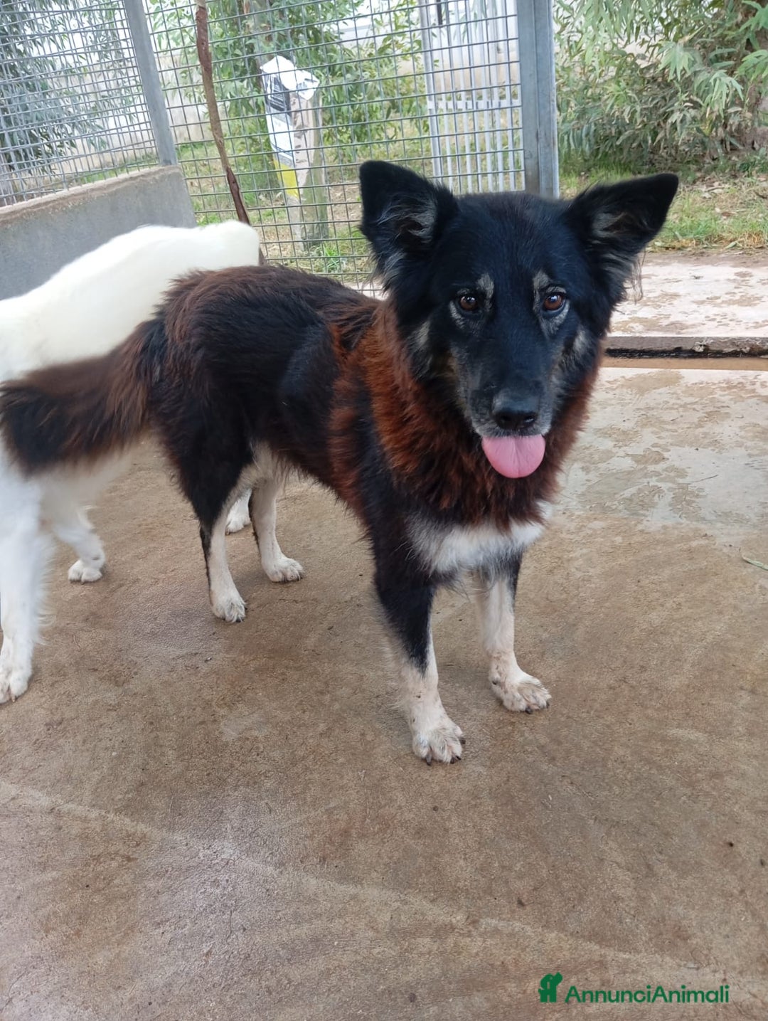 Meticcio cani in regalo: Nadia, simil lupetta!  - Annuncio 2