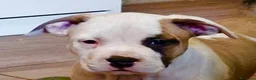 American Staffordshire cani in vendita: Cuccioli di amstaff disponibili - Annuncio 4