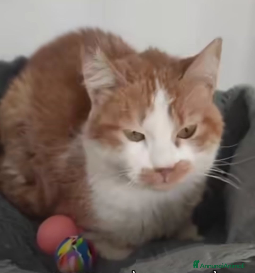 Europeo gatti Una famiglia per Lea - Annuncio 37