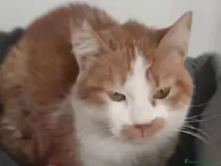 Europeo gatti Una famiglia per Lea - Annuncio 6