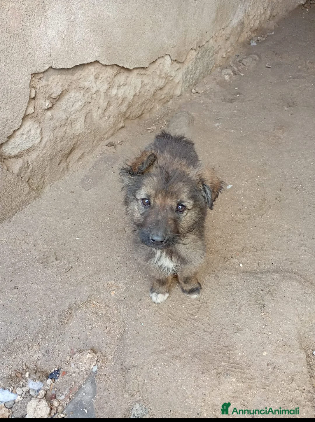 Meticcio cani in regalo: Cuccioli - Annuncio 1