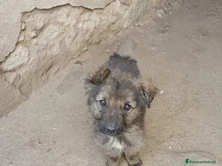 Meticcio cani Cuccioli - Annuncio 5
