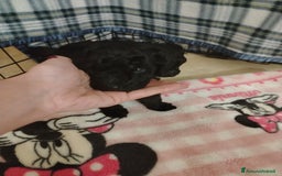 Barboncino cani in vendita: Barboncino  - Immagine 2