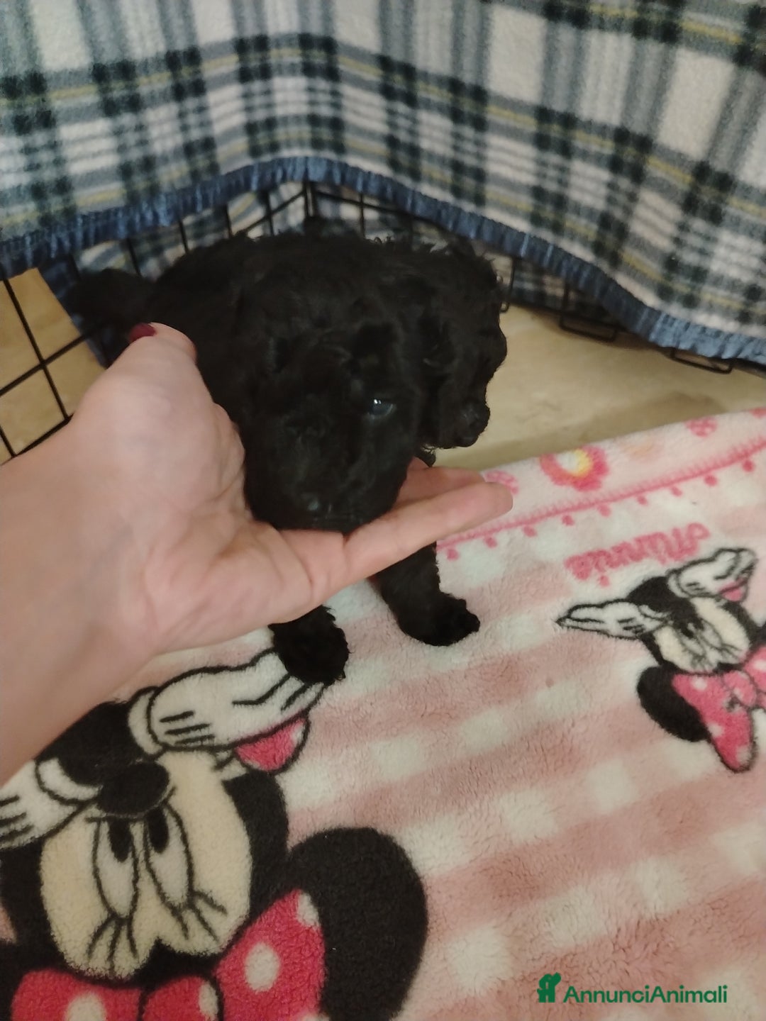 Barboncino cani in vendita: Barboncino  - Immagine 2