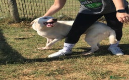 Labrador cani in regalo: BOSTON, OCCHI DOLCISSIMI a Provincia di Latina - Immagine 5