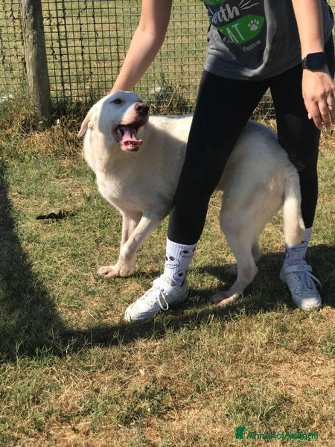 Labrador cani in regalo: Boston, simil labrador dagli occhi dolcissimi a Provincia di Latina - Annuncio 5