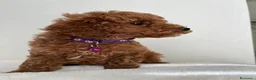 Barboncino Toy cani in vendita: Adorabili cuccioli maschi di Barboncino Toy - Annuncio 12