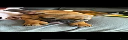 Bulldog Francese cani in vendita: Dolcissimo cucciolo toy di bulldog f. con pedigree - Annuncio 4