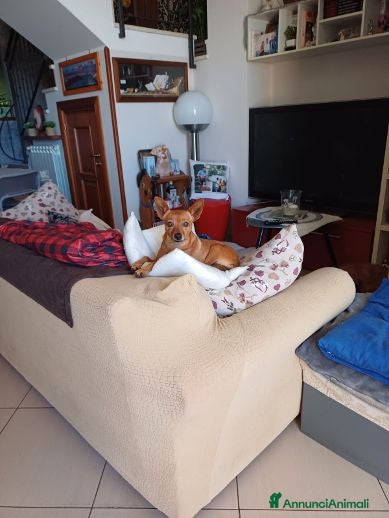 Meticcio cani Mollica mini cagnolina di 4kg  - Annuncio 3