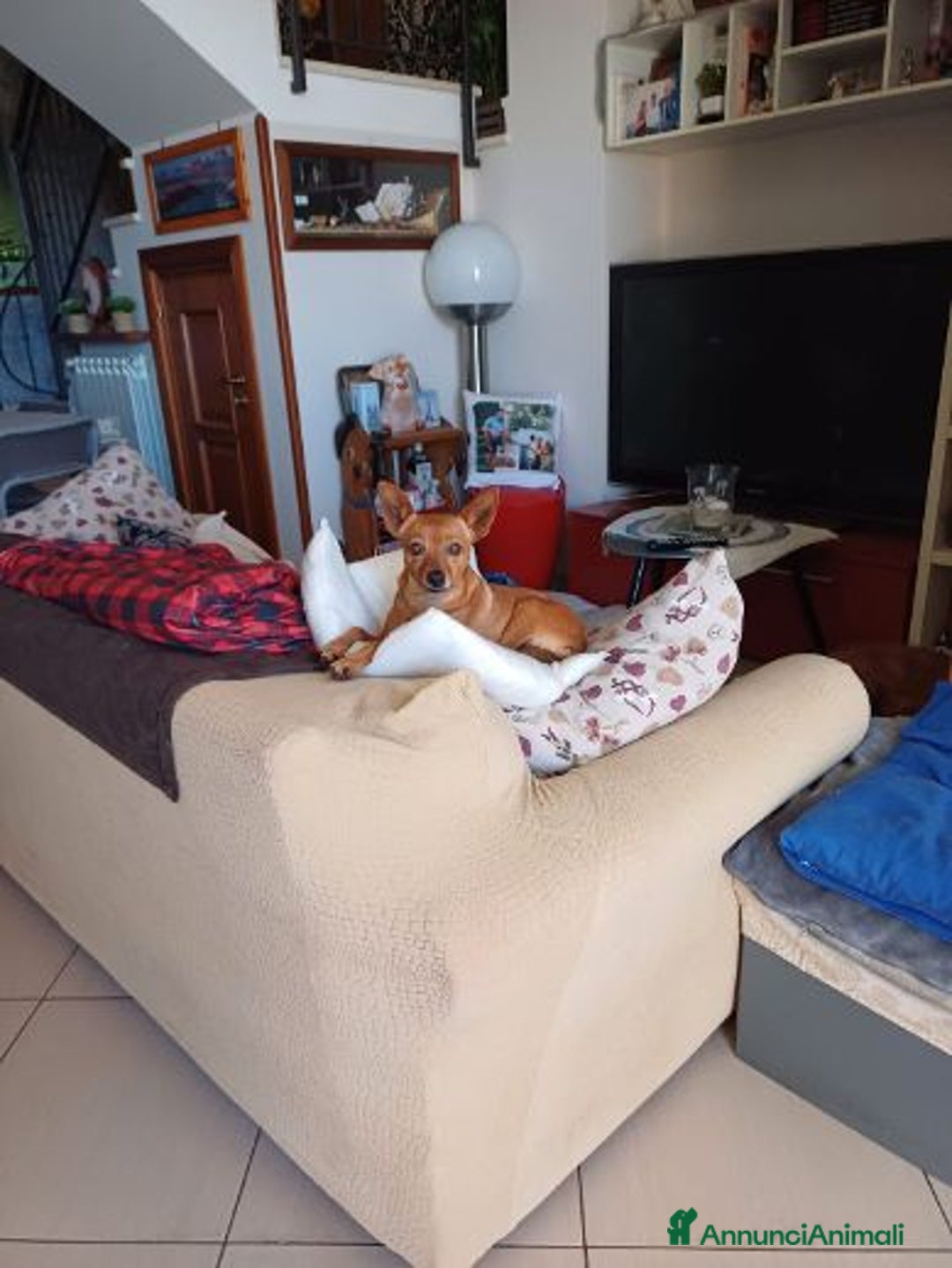 Meticcio cani in regalo: Mollica mini cagnolina di 4kg  - Annuncio 1