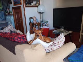 Meticcio cani Mollica mini cagnolina di 4kg - Annuncio 3