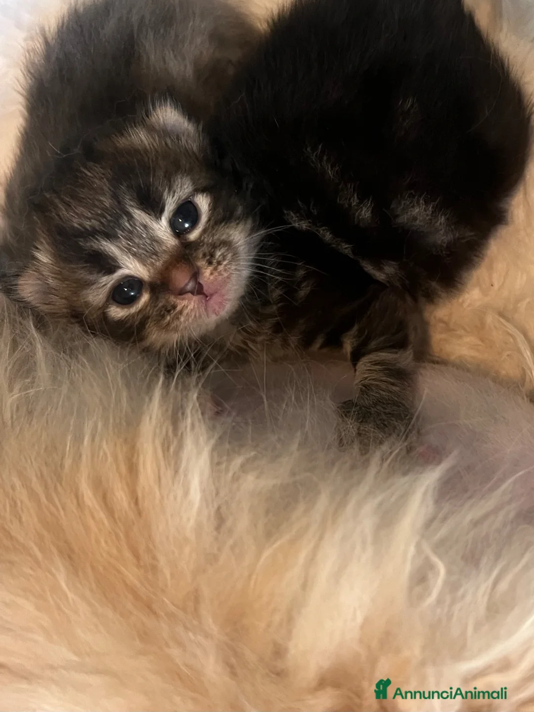 Siberiano gatti in vendita: Cuccioli di gatto siberiano  - Annuncio 2