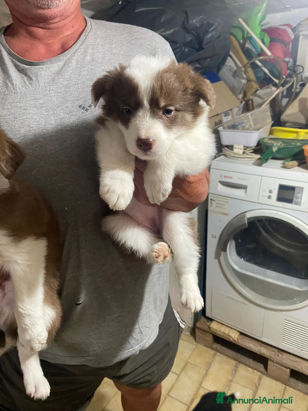 Border Collie cani in vendita: Cuccioli di Border Collie - Annuncio 2