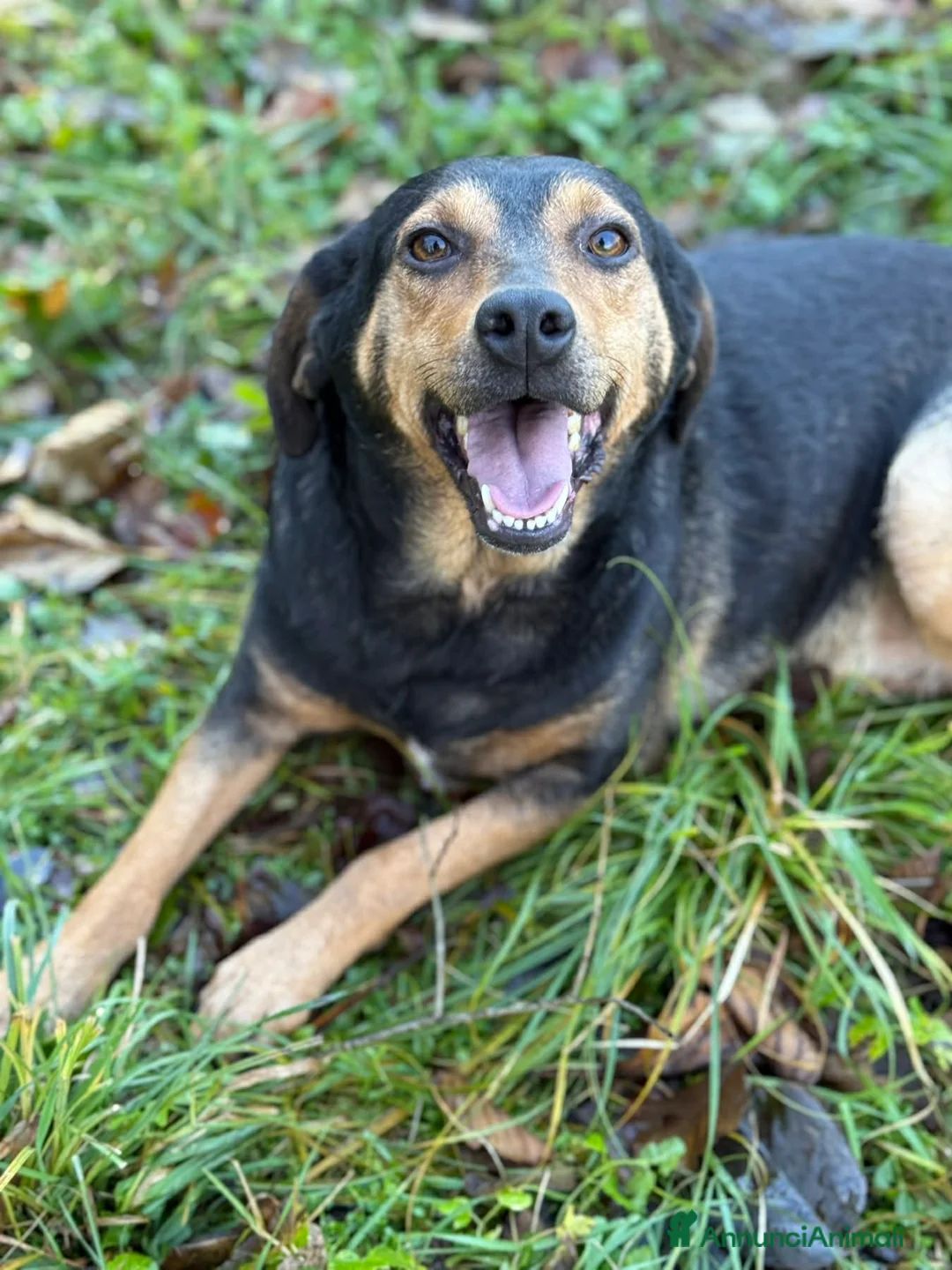 Meticcio cani in regalo: VANIA, buffissima cagnolina senza famiglia! - Annuncio 3
