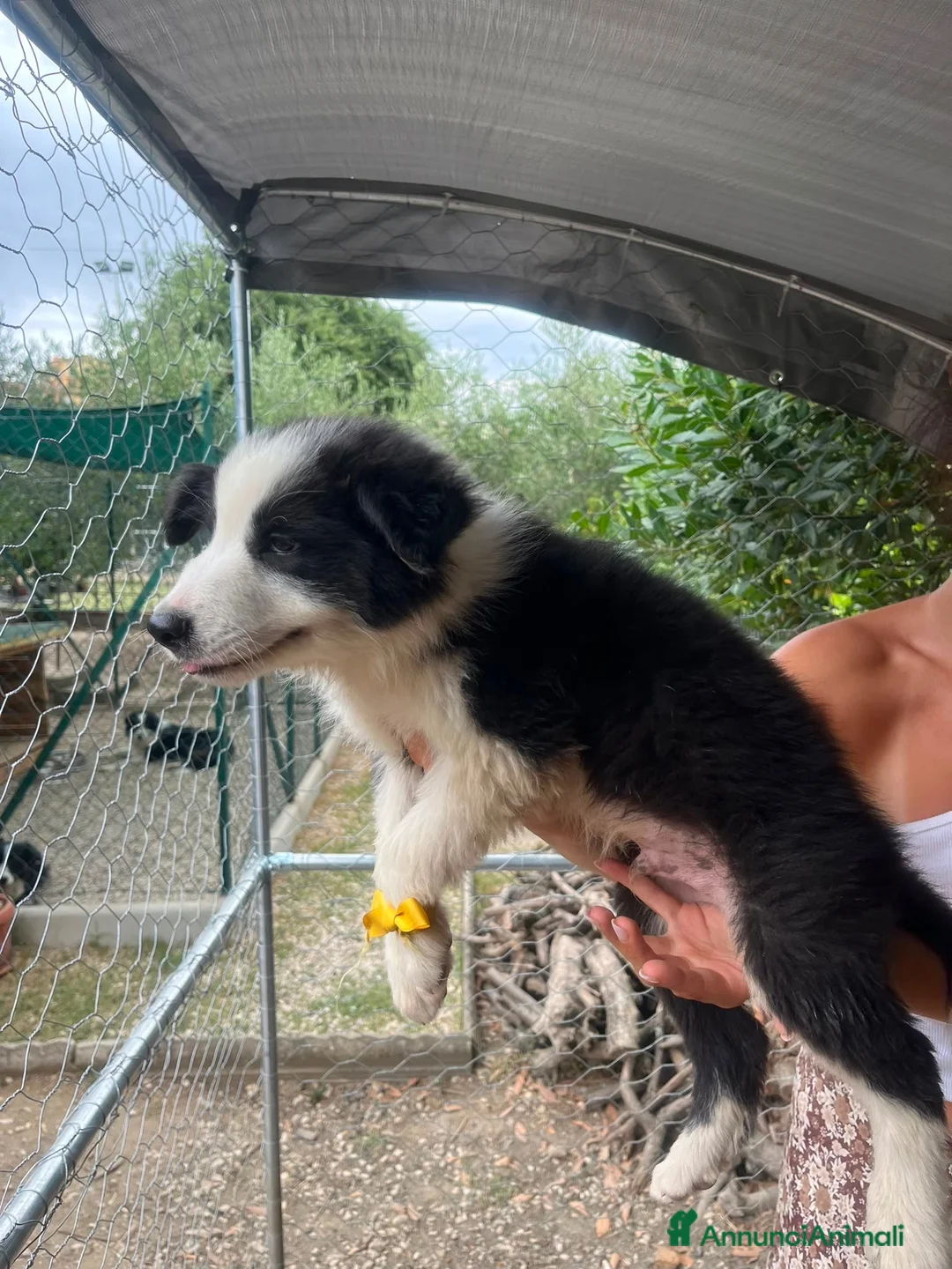 Border Collie cani in vendita: Cucciolo di Border collie maschio - Annuncio 2