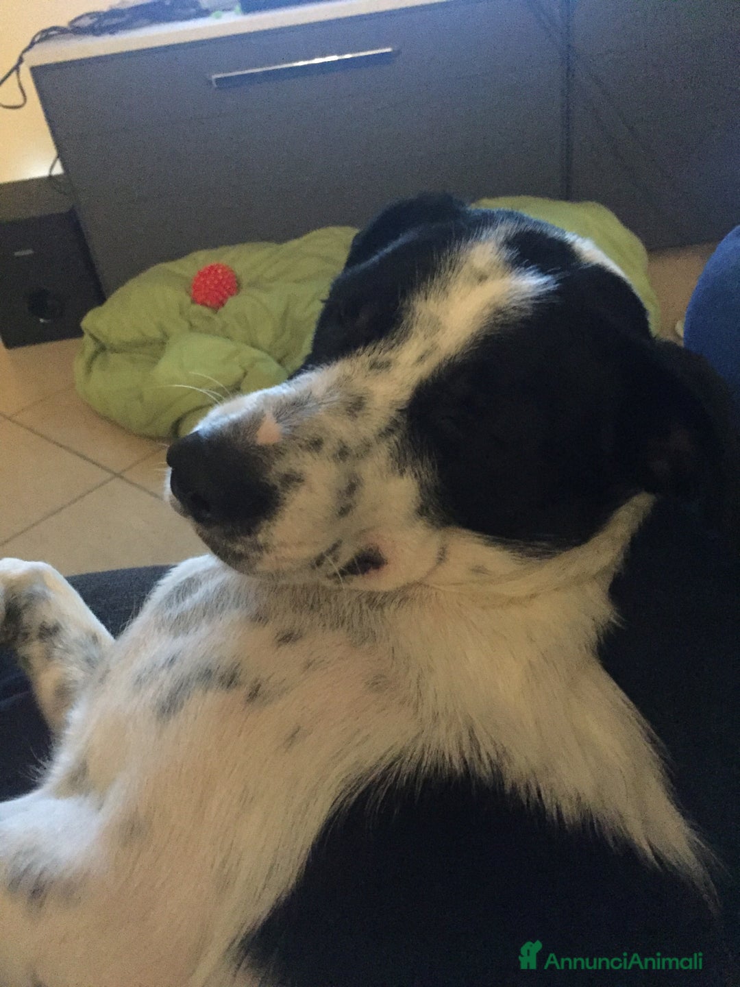 Meticcio cani in regalo: cerca casa - Annuncio 3