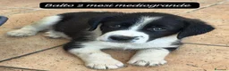 Meticcio cani in regalo: Meticci dolcissimi da adottare  a Provincia di Pavia - Annuncio 4
