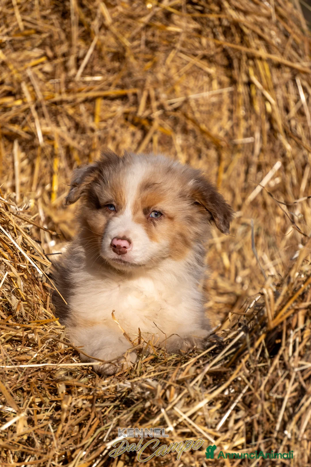 Australian Shepherd cani in vendita: Australian Shepherd  - Annuncio 20