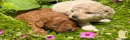 Barboncino Toy cani in vendita: Cuccioli Barboncino Toy Genitori Testati e Campion - Annuncio 4