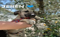 Meticcio cani in regalo: 8 cuccioli da salvare, 4 mesi: Gohan, Goku, ... a Provincia di Bergamo - Immagine 3