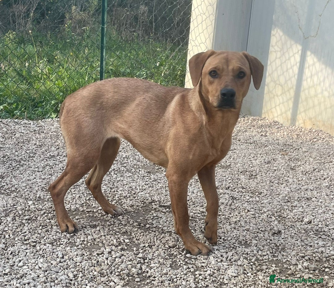 Meticcio cani in regalo: DOLCISSIMA CAGNOLINA : AMERICA - Annuncio 1