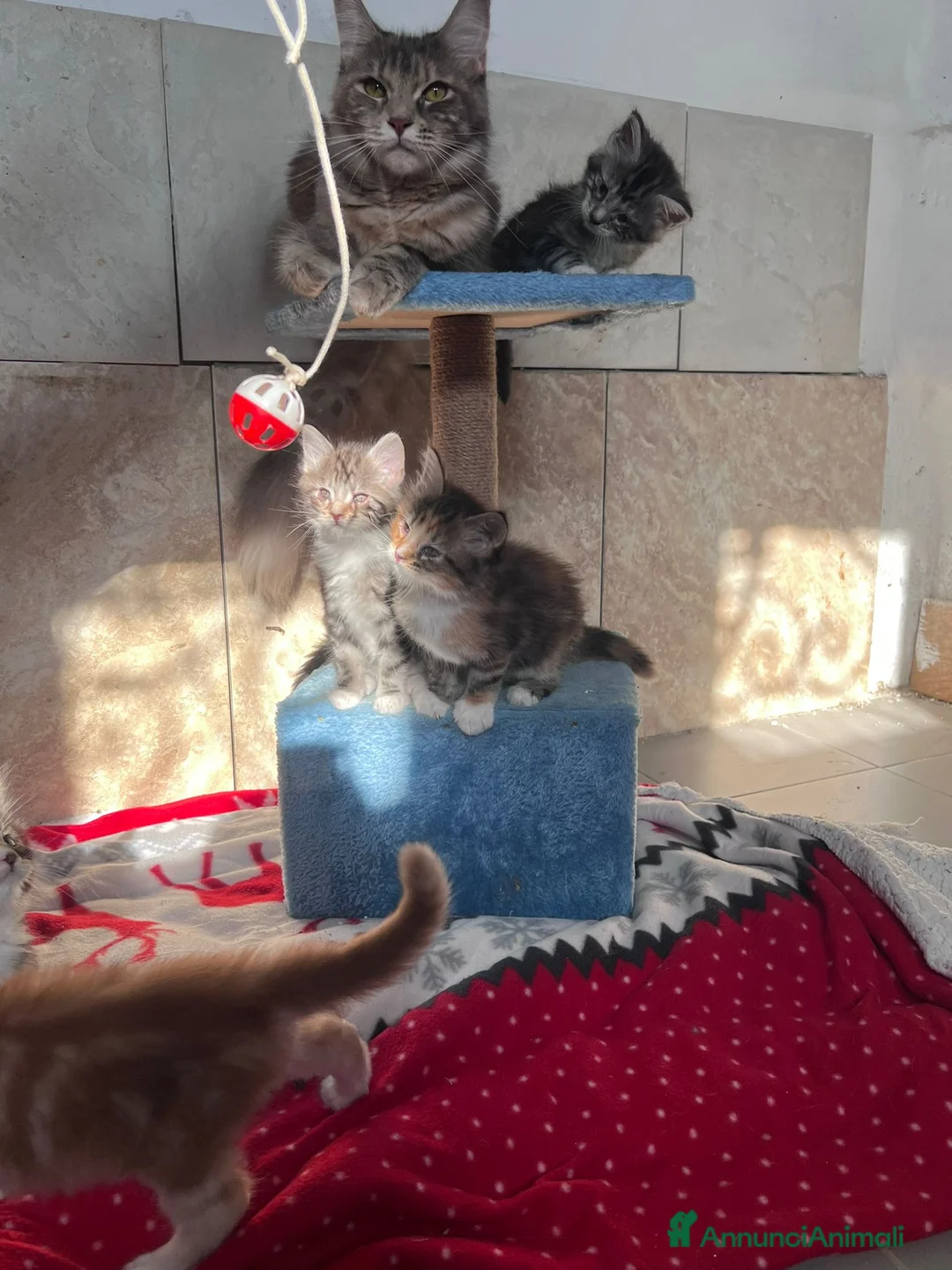 Maine Coon gatti in vendita: Cuccioli Maine Coon - Annuncio 8