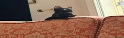 Europeo gatti in regalo: Zorro bellissimo micino nero - Annuncio 2